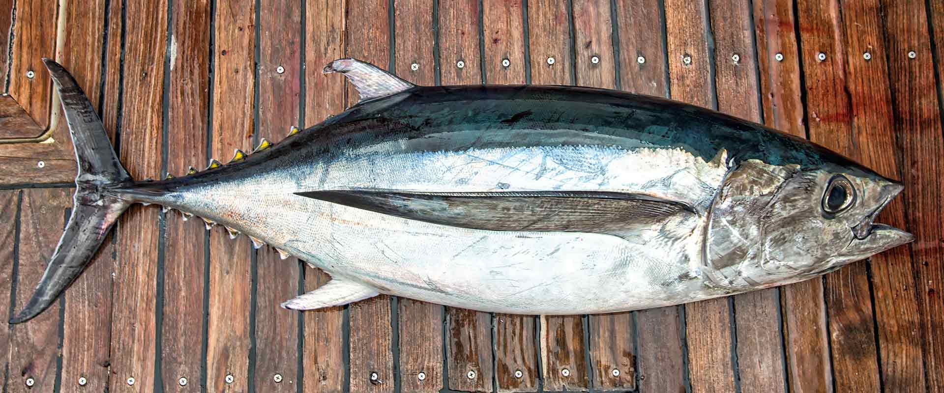 1 Cobia Fishing Charter Nags Head - Outer Banks Fishing Charter