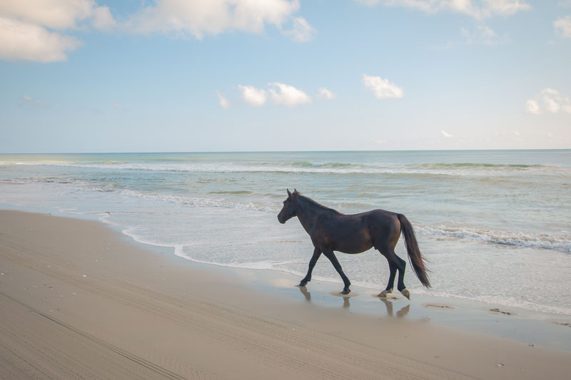 The natural beauty of the OBX is unmatched with wild horses roaming our beaches.